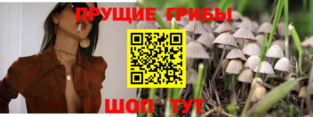 Курчатов  Псилоцибиновые грибы Psilocybine cubensis  Вход с VPN  Псилоцибиновые грибы Psilocybine cubensis 